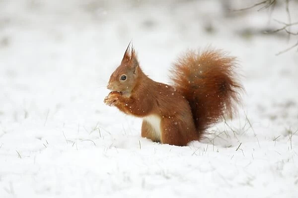 European Red Squirrel - with hazelnut in mouth, winter, Lower Saxony, Germany