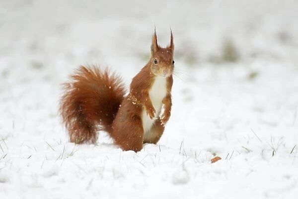 European Red Squirrel - searching for food in snow, Lower Saxony, Germany