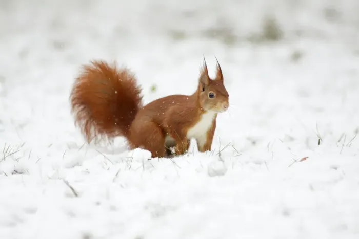 Framed Print : European Red Squirrel - searching for food in snow, Lower Saxony, Germany Framed Print : European Red Squirrel - searching for food in snow, Lower Saxony, Germany