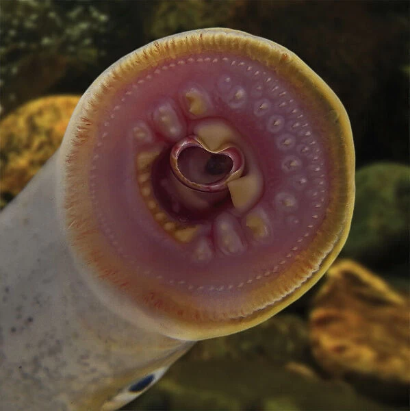 European river lamprey, Lampetra fluviatilis. Mouth detail. Is found in coastal waters around almost all of Europe from the north-west Mediterranean Sea north to the lakes of Finland, Scotland, Norway (Lake Mjosa), Wales, and Russia