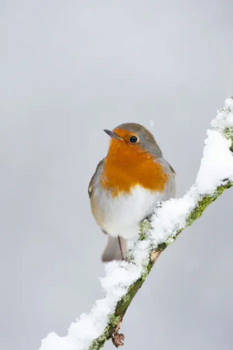 Framed Print : European Robin Framed Print : European Robin