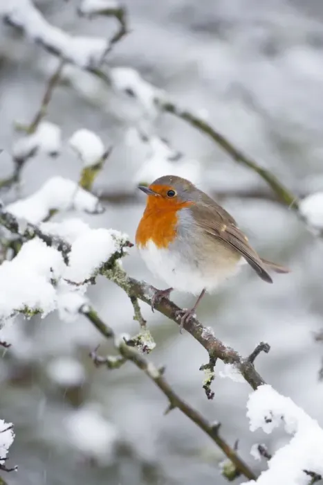 Framed Print : European Robin Framed Print : European Robin