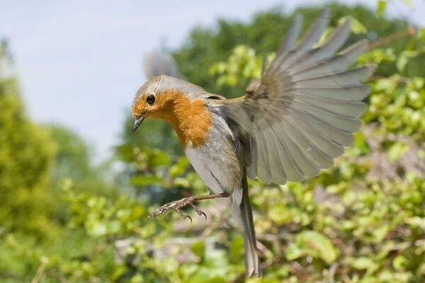 European Robin - in flight UK