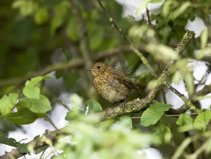 Framed Print : European Robin - juvenile sitting in hedge Framed Print : European Robin - juvenile sitting in hedge