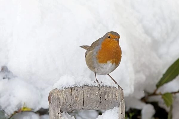 European Robin - perched on spade handle in snow - Woodmancote Cotswolds - UK