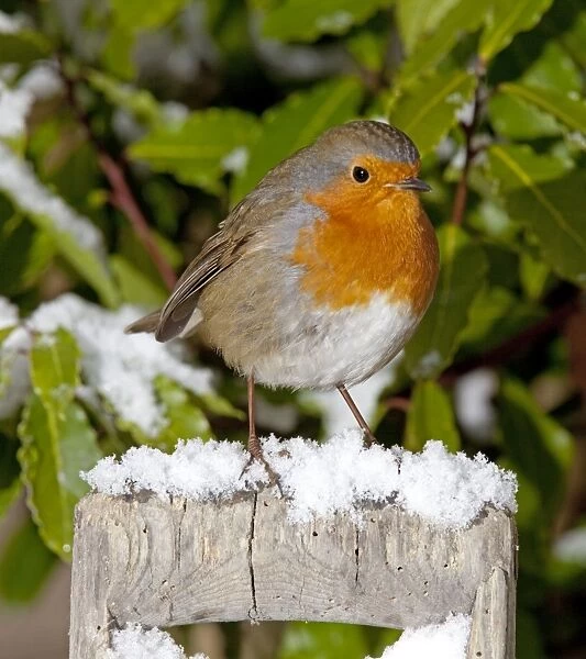 European Robin - perched on spade handle in snow - Cotswolds - UK