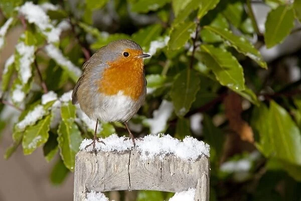 European Robin - perched on spade handle in snow - Woodmancote - Cotswolds - UK