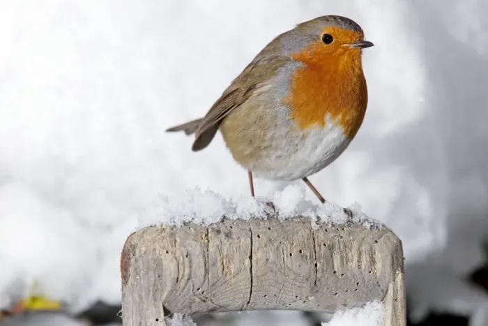 Framed Print : European Robin - perched on spade handle in snow - Woodmancote Cotswolds - UK Framed Print : European Robin - perched on spade handle in snow - Woodmancote Cotswolds - UK