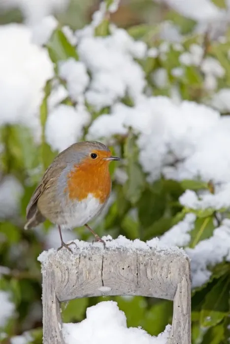 Framed Print : European Robin - perched on spade handle in snow - Woodmancote Cotswolds - UK Framed Print : European Robin - perched on spade handle in snow - Woodmancote Cotswolds - UK