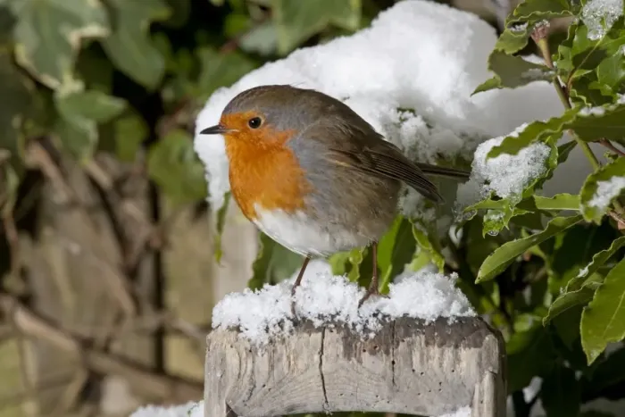 Framed Print : European Robin - perched on spade handle in snow - Woodmancote Cotswolds - UK Framed Print : European Robin - perched on spade handle in snow - Woodmancote Cotswolds - UK