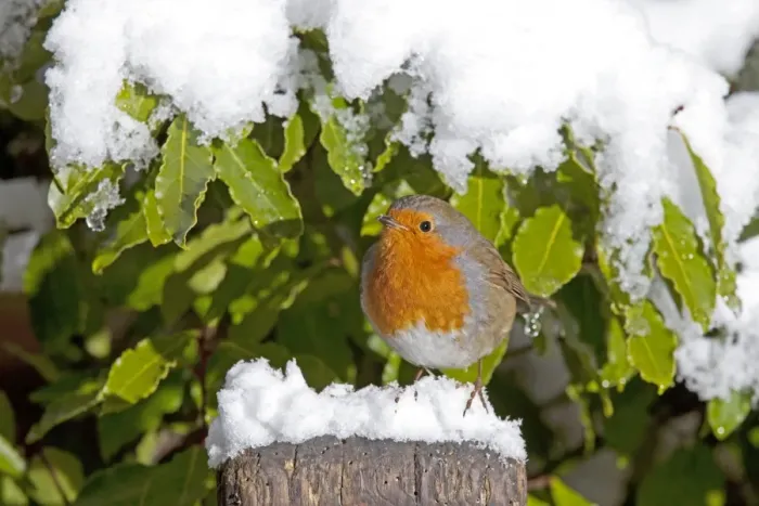 Framed Print : European Robin - perched on spade handle in snow - Woodmancote Cotswolds - UK Framed Print : European Robin - perched on spade handle in snow - Woodmancote Cotswolds - UK