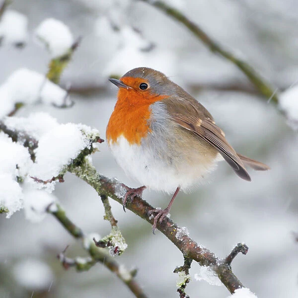 European Robin in snow - Close-up showing puffed up breast feathers and snow falling - North Yorkshire - UK