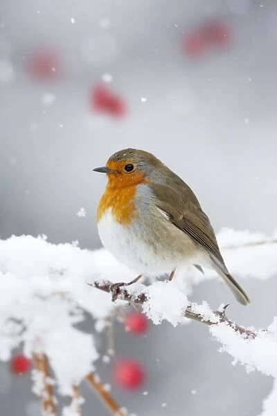 European Robin in snow - Close-up showing puffed up breast feathers and snow falling - North Yorkshire - UK Digital Manipulation: added berries (ROY)