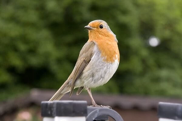 European Robin. UK