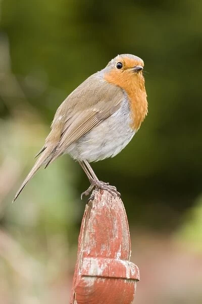 European Robin. UK