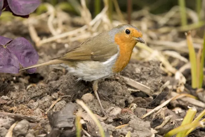 Framed Print : European Robin. UK