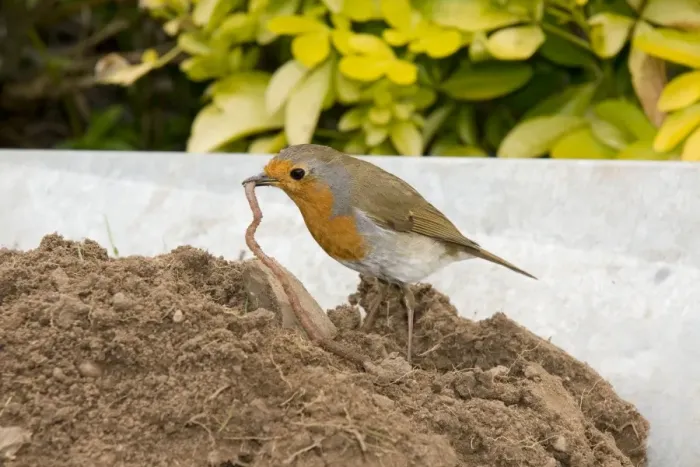 Framed Print : European Robin in wheelbarrow with earthworm. UK Framed Print : European Robin in wheelbarrow with earthworm. UK