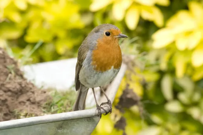 Framed Print : European Robin on wheelbarrow. UK Framed Print : European Robin on wheelbarrow. UK