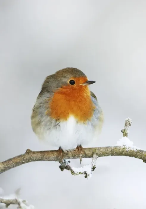 Framed Print : European Robin - In winter with snow - Cleveland - UK Framed Print : European Robin - In winter with snow - Cleveland - UK