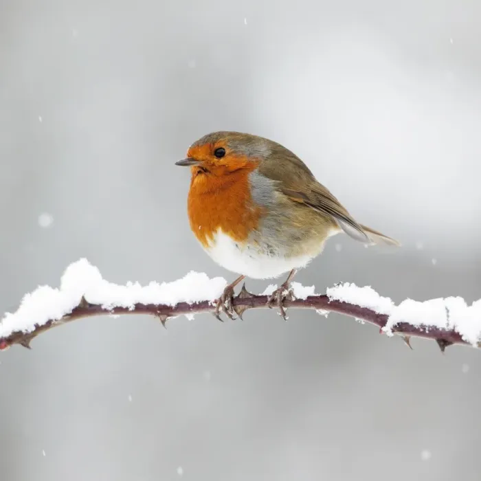 Framed Print : European Robin - In winter with snow - Cleveland - UK Framed Print : European Robin - In winter with snow - Cleveland - UK