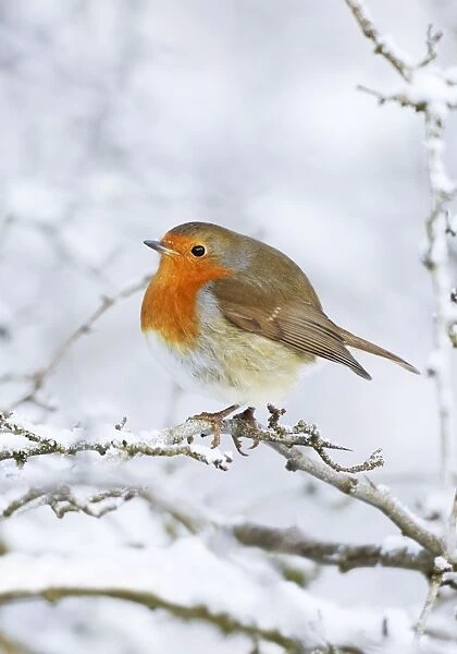 European Robin - In winter with snow - Cleveland - UK Digital Manipulation: added snow to lower branch