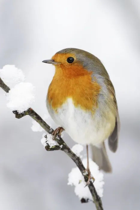 Framed Print : European Robin - In winter with snow - Cleveland - UK Framed Print : European Robin - In winter with snow - Cleveland - UK