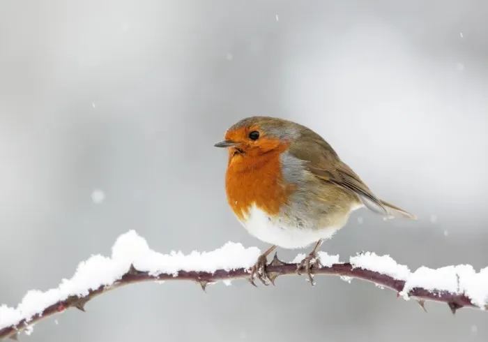 Framed Print : European Robin - In winter with snow - Cleveland - UK Framed Print : European Robin - In winter with snow - Cleveland - UK