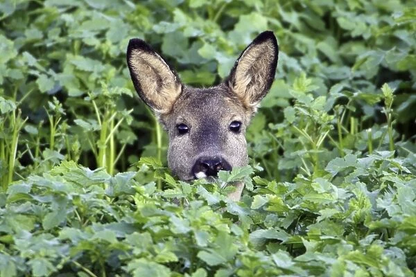 European Roe Deer - doe in mustard crop - Lower Saxony - Germany