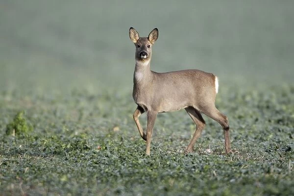European Roe Deer - doe in oil-seed rape crop - Lower Saxony - Germany