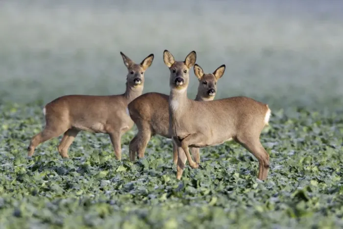 Framed Print : European Roe Deer - doe with two yearling fawns in oil-seed rape crop - Lower Saxony - Germany Framed Print : European Roe Deer - doe with two yearling fawns in oil-seed rape crop - Lower Saxony - Germany