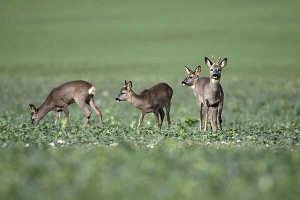 European Roe Deer - herd or bevy feeding on oil-seed rape crop - Lower Saxony - Germany