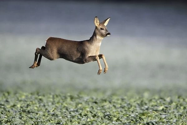 European Roe Deer - leaping in flight across oil-seed rape crop - Lower Saxony - Germany