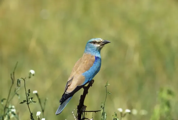 Framed Print : European Roller Framed Print : European Roller