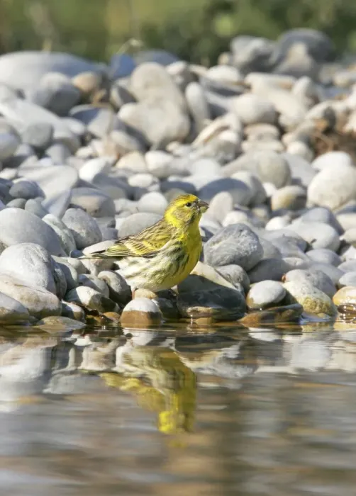 Framed Print : European Serin - in winter. Provence - France Framed Print : European Serin - in winter. Provence - France