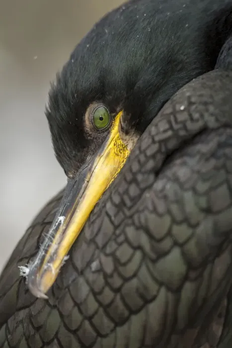 Framed Print : European Shag (Phalacrocorax aristotelis) ~ close portrait ~ Farne Islands, United Kingdom Framed Print : European Shag (Phalacrocorax aristotelis) ~ close portrait ~ Farne Islands, United Kingdom