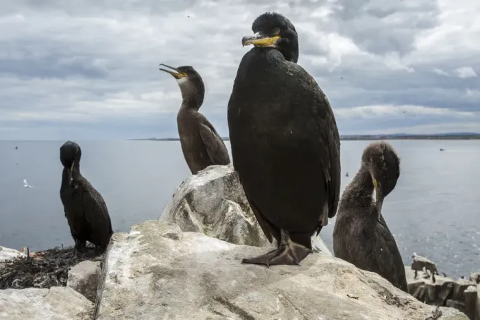Framed Print : European Shag (Phalacrocorax aristotelis) ~ nesting on cliffs ~ Farne Islands, United Kingdom