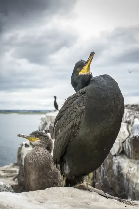Framed Print : European Shag (Phalacrocorax aristotelis) ~ nesting on cliffs ~ Farne Islands, United Kingdom