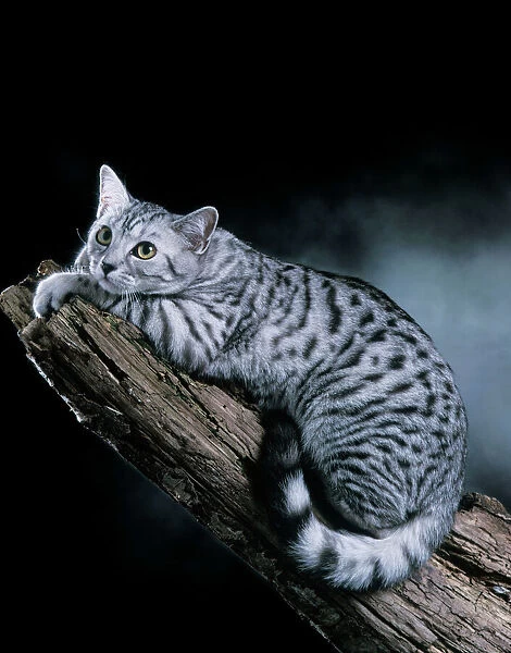 European Silver Spotted Tabby Cat Lying on branch