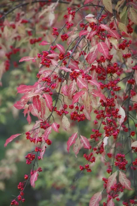 Framed Print : European Spindle - berries and leaves - autumn - Hessen - Germany Framed Print : European Spindle - berries and leaves - autumn - Hessen - Germany
