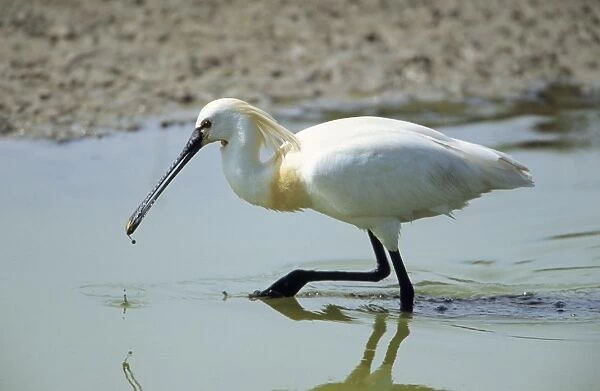European Spoonbill - adult searching for food in lake