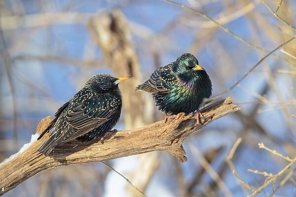 European Starling in winter into spring plumage February. Connecticut, USA