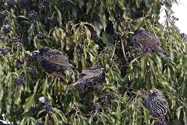 European Starling - group in bush. Alsace - France