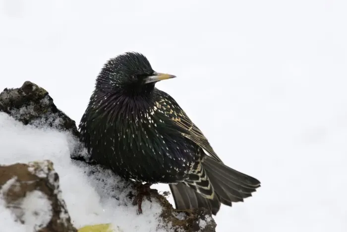 Framed Print : European Starling - in snow. Alsace - France Framed Print : European Starling - in snow. Alsace - France