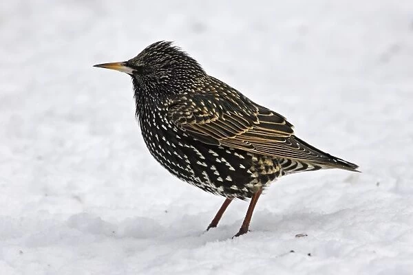 European Starling - in snow. Alsace - France