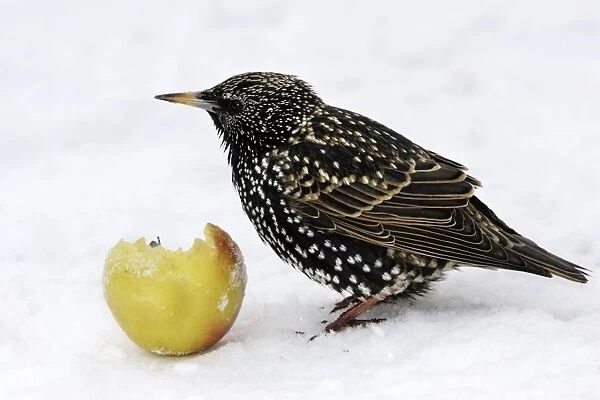 European Starling - in snow feeding on apple. Alsace - France