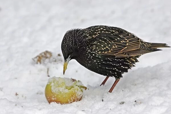 European Starling - in snow feeding on apple. Alsace - France
