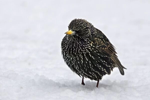 European Starling - in snow - fluffed up against cold. Alsace - France