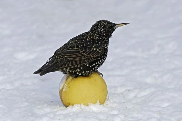 European Starling - in snow sitting on apple. Alsace - France