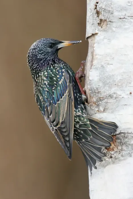 Framed Print : European Starling - in winter plumage Hamden, Connecticut, USA Framed Print : European Starling - in winter plumage Hamden, Connecticut, USA