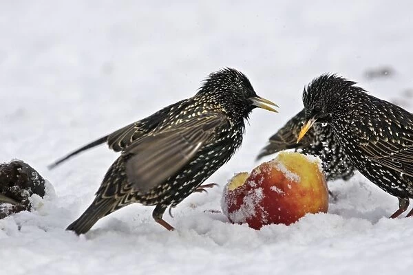 European Starlings - in snow feeding on apple. Alsace - France